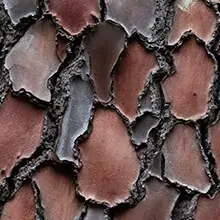 French Maritime Pine Bark Extract SEO